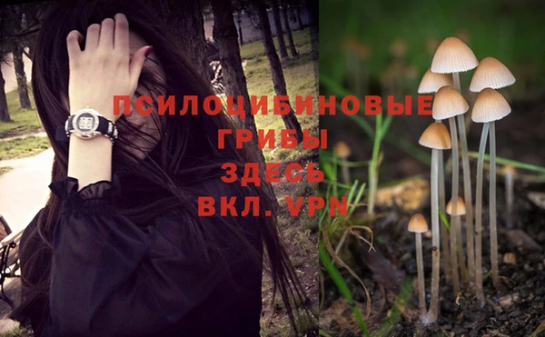 сатива Алзамай